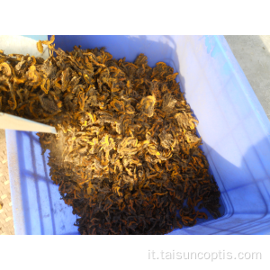 software cosmetico root canker Coptis